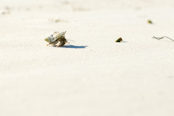 small hermit crab in conch creeps on white fine sand. Beach, arthropod, live. Exotic animal.