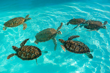 turtle nursery. Breeding sea turtles. Little turtles swim in an artificial pool.