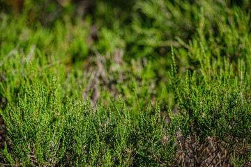 grass and leaf texture in summer green nature