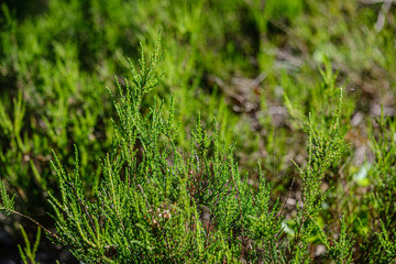 grass and leaf texture in summer green nature