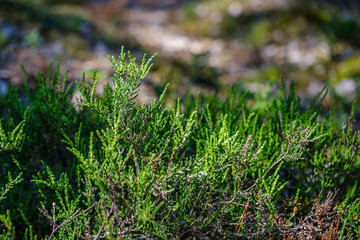 grass and leaf texture in summer green nature