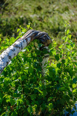 tree trunk wall in the green forest in summer
