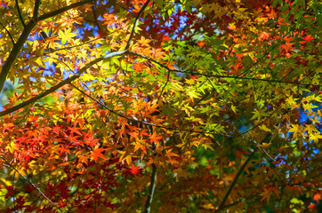 紅葉の季節