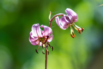 Close up of a Martagon Lily in bright sunlight