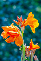 Orange flowers of Cannes on a natural background