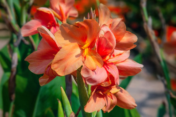 Orange flowers of Cannes in garden.