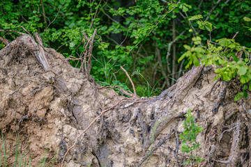 pile of old dry wooden logs and branches in green forest
