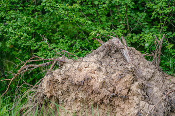 pile of old dry wooden logs and branches in green forest