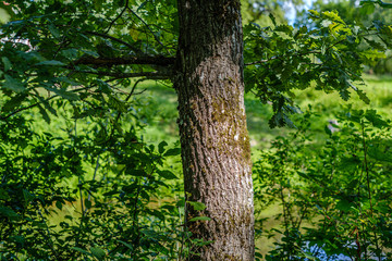 tree trunk wall in the green forest in summer