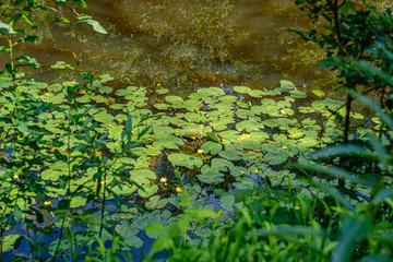 natural tourist trail in forest near small river in the woods