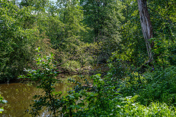 natural tourist trail in forest near small river in the woods