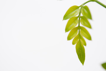 緑の葉　ジャスミン　白バック　左側にコピースペース　s04