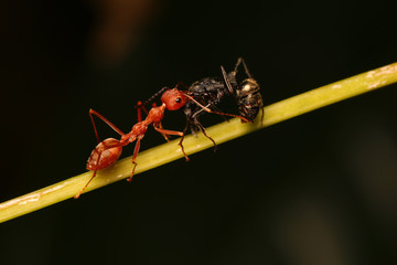 Red ant biting black ants