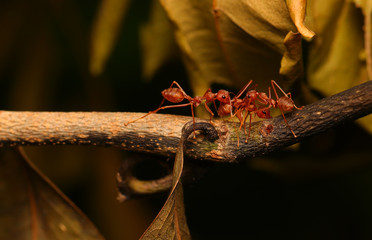 Red ants biting red ants