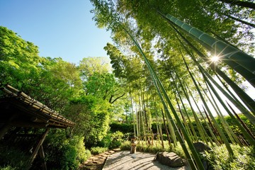竹林のある庭園