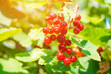 red currant on the branch