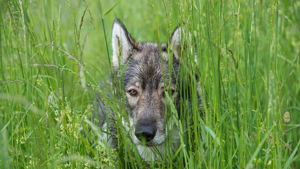 dog hiding in the grass