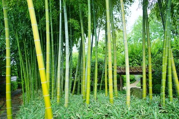 竹林のある庭園