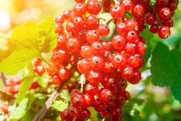 red currant on the branch