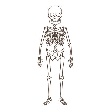 Vector Outline Character - Human Skeleton