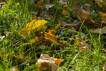 Yellow fall maple leaf on a green grass. Selective focus