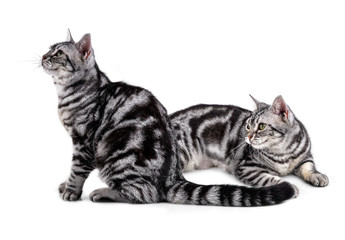 American Shorthair cat on white