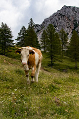 Fototapeta na wymiar Kühe auf einer Hochalm