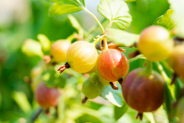 ripe gooseberry on a branch