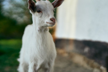 goat on a farm