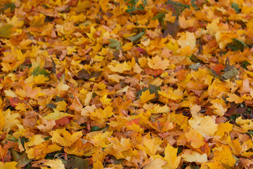 Colorful and bright background made of fallen autumn leaves
