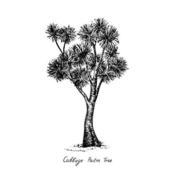 Cordyline australis (cabbage tree, cabbage-palm) tree silhouette, hand drawn gravure style, vector sketch illustration with inscription