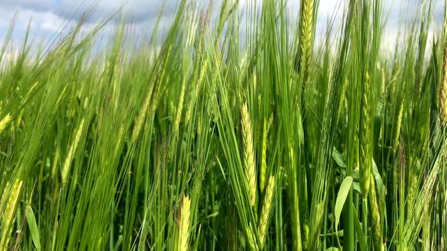 The growing field of green rye. Agricultural land with crops. 