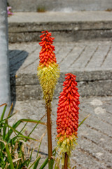 Red Hot Poker Plant Out Doors