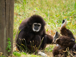 Gibbon