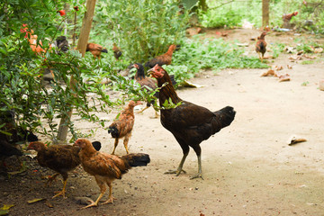 A Black Backyard Chicken well focused with few Small chicks around