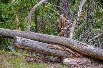 pile of old dry wooden logs and branches in green forest