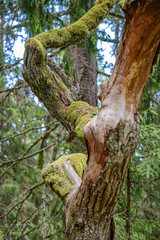 pile of old dry wooden logs and branches in green forest