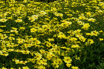 Obraz premium Gelb Blühende Mädchenaugen