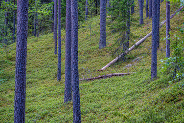 Obraz premium tree trunk wall in the green forest in summer