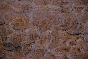 Tree bark wood texture vintage background