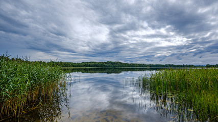 forest lake in summer