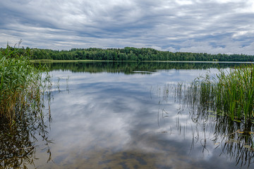 forest lake in summer