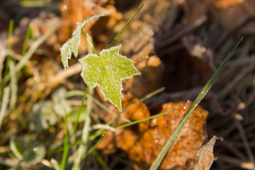 first hoar frost in autumn on a maple leaf