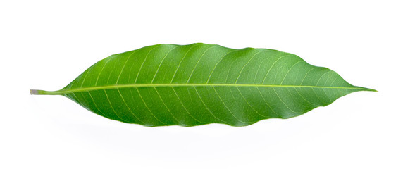 tropical leaf isolated on white background