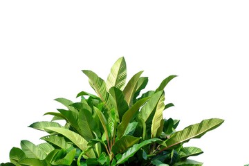 Elephant apple tree with leaves branches and sunlight on white isolated background for green foliage backdrop 