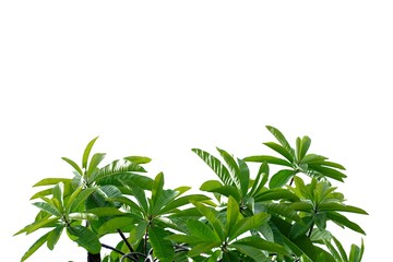 Tropical tree with leaves branches growing in a garden on white isolated background for green foliage backdrop 