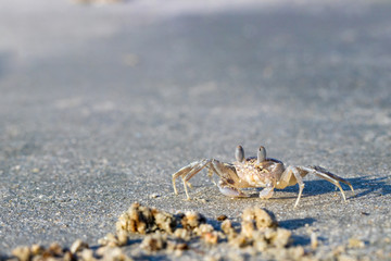 Ghost Crab (Ocypode quadrata) on a Sandy Beach