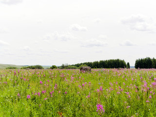Ivan-tea blooms in the field. a perennial plant is one of willowherb family