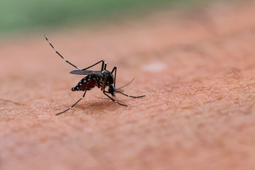 Aedes aegypti Mosquito. Close up a Mosquito sucking human blood,