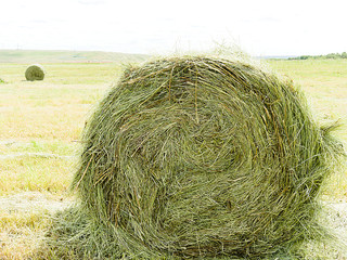 A stack of straw rolled into a roll on the field. Green hay to the patients round the coils. Hayfield.